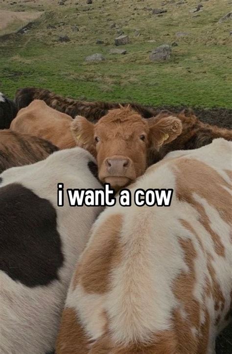20 Fantastically Funny Cow Memes To Put You In A Happy Moo D Artofit