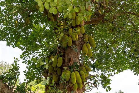 The Complete Guide To Jackfruit Plant Cultivation And The Different Me