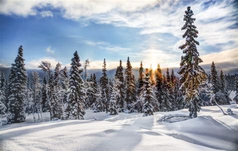 Wallpaper Winter Forest Snow Trees Ate Norway Norway Trysil