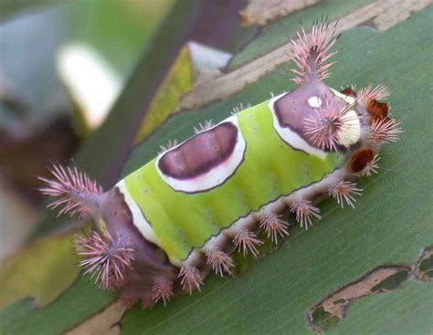 Admire Venomous Saddleback Caterpillars From A Distance Owlcation