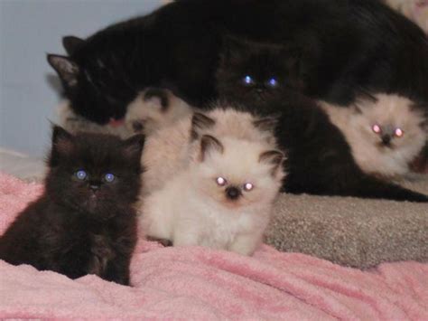 Darling Chocolate Persians And Seal Point Himalayan Kittens For Sale In Azle Texas Classified