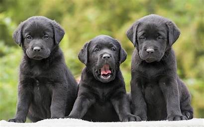 Puppies Labrador Dogs Wallpapers Desktop Computer Puppy