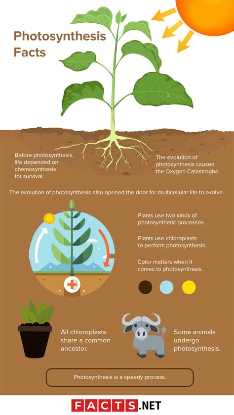 30 Photosynthesis Facts For A Breath Of Fresh Air