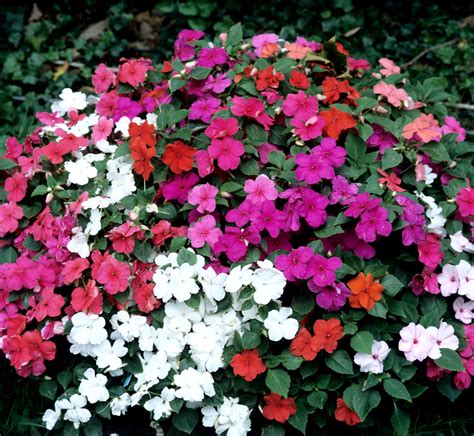 Impatiens Planter Et Entretenir Ooreka