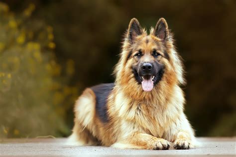 The Shiloh Shepherd An In Depth Examination Of The Breed