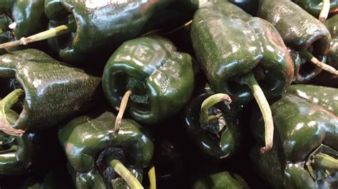 Poblano Pepper Seeds World Seed Supply
