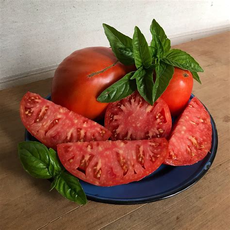 Italian Heirloom Tomato Fulllotusfarm