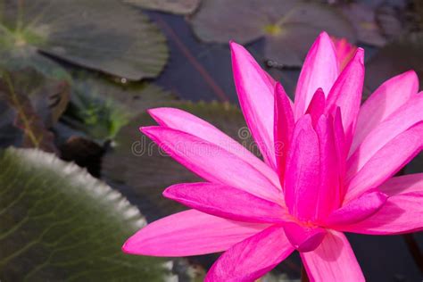 Red Lotus Blooming In Lake Stock Photo Image Of Buddha Petal 109232168