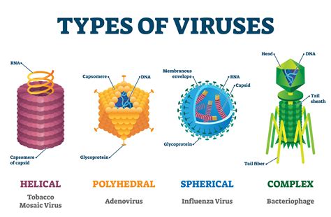 Kristie Mcmahon All About Viruses