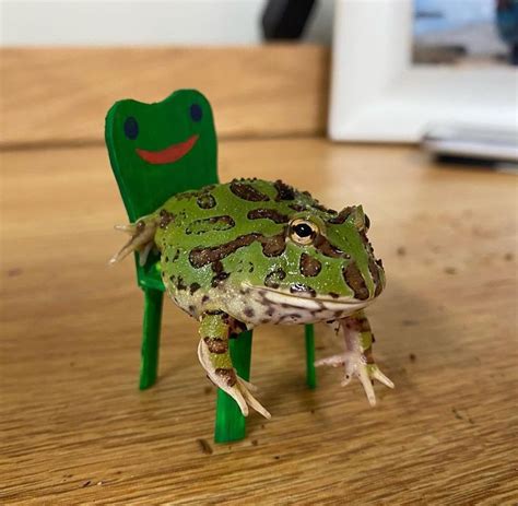 Froggy On The Froggy Chair Ranimalcrossing