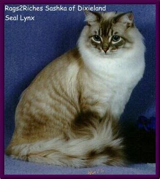 Gc, rw doll villa charlie bucket. pictures of lynx ragdoll cats - Google Search in 2020 ...