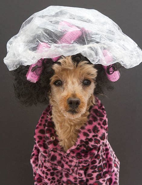 200 Dog Wearing A Shower Cap Stock Photos Pictures And Royalty Free