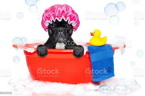 Cachorro Tomando Banho Em Uma Banheira - Fotografias de stock e mais ...
