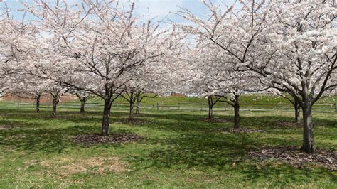 West Cherry Blossom Grove Us National Park Service