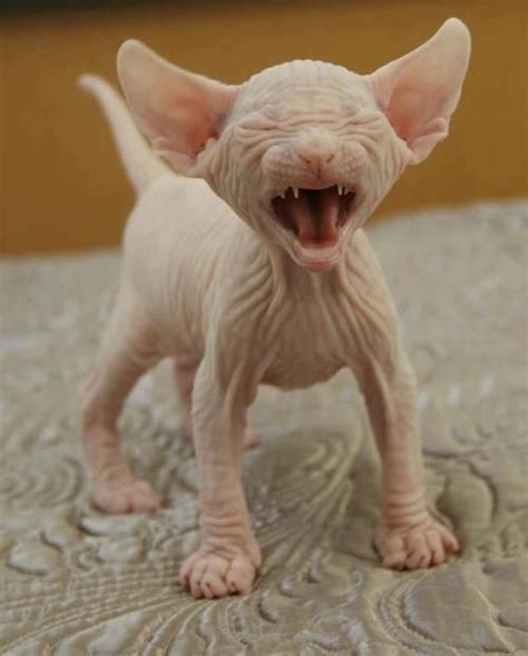 Meowan Albino Hairless Cat Who Needs Love Too Funny Animals
