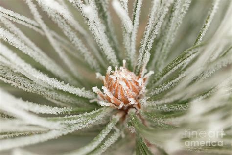 Winter Evergreen Photograph By Ana V Ramirez Fine Art America