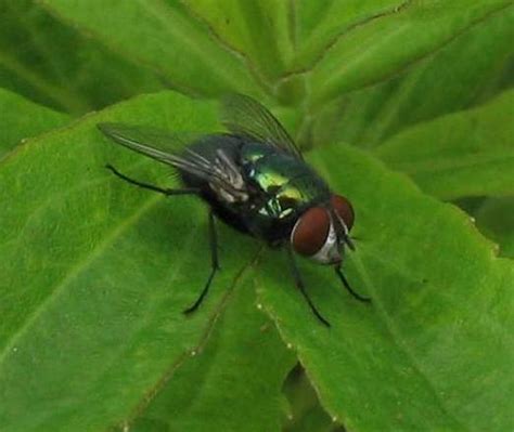 Small Fly With Metallic Green Body And Red Eyes Lucilia