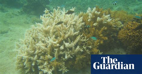 Devastating Global Coral Bleaching Event Could Hit Great Barrier Reef
