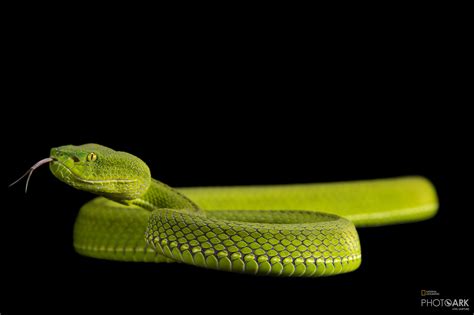 Photo Ark Home Gumprechts Pit Viper National Geographic Society