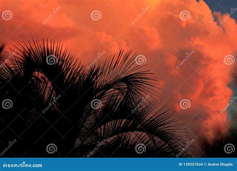 Silhouette Of Palm Trees On Sunset Background Stock Photo Image Of