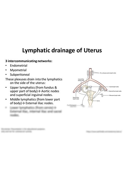 Solution Lymphatic Drainage Of Uterus Anatomy Studypool