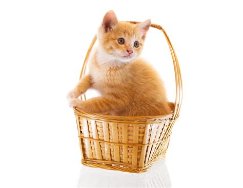 Cats Wicker Basket Kitten Ginger Color Animals Baby Wallpapers