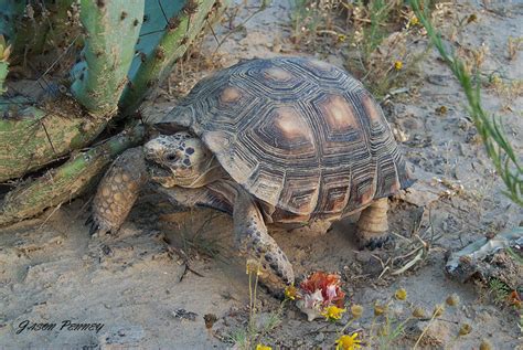 A diet of green, leafy vegetation and flowers is best because this is the kind of diet a tortoise would eat in the wild. How many pets do you have?? - Democratic Underground