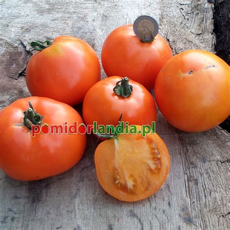 Amish Gold Slicer Seeds Tomatoes Tomatoes Peppers Seeds