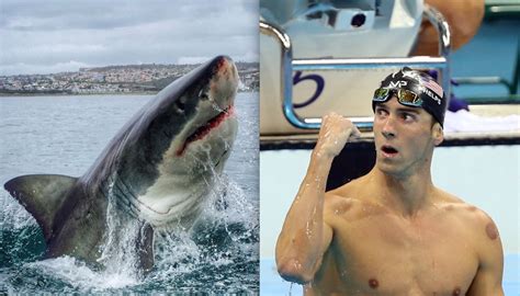 Michael Phelps Loses Race To Simulated Great White Shark National Globalnewsca