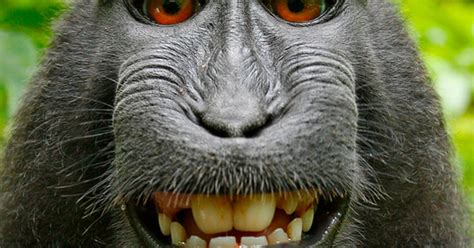 Federal Appeals Court Rejects Monkey Selfie Suit