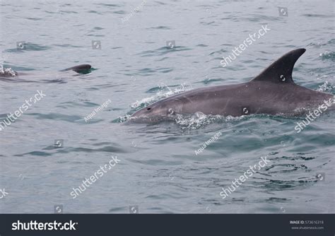 Inshore Bottlenose Dolphin Cruising Indian Ocean Stock Photo Edit Now