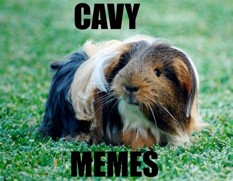 Cavy Memes