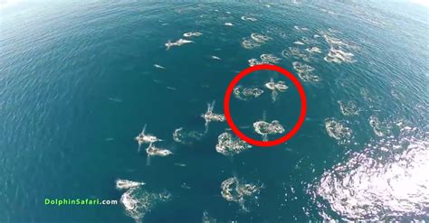 A Drone Captured This Rare And Unusual Event Happening In The Ocean