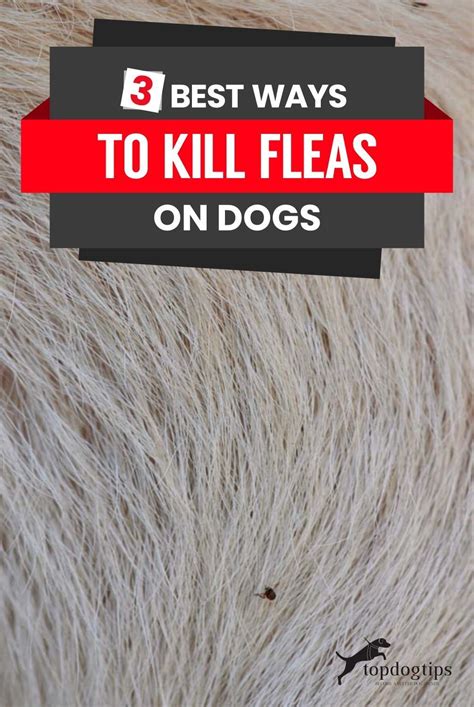 3 Best Ways To Kill Fleas On Dogs Kill Fleas On Dogs Fleas Flea