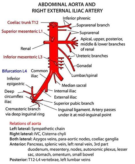 Anatomy Of Anterior Abdominal Wall