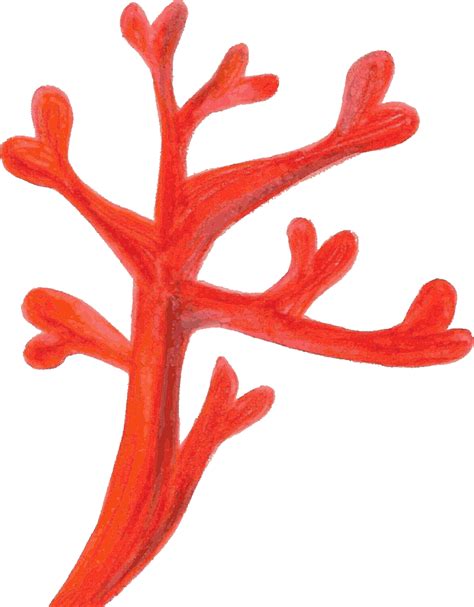 Coral Cartoon Png Png Image Collection