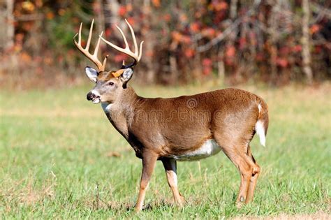 10 Point Buck Stock Photo Image Of Adult Forests Fauna 22069892
