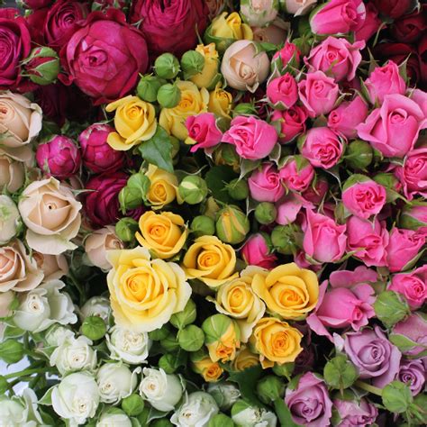 Assorted Spray Roses Discounted Spray Roses Van Lier Nurseries