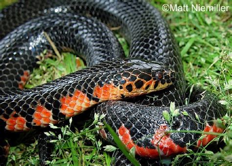Red Bellied Mudsnake State Of Tennessee Wildlife Resources Agency