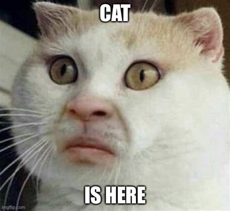 Cursed Cat Cat Meme On Meme Funny Cute Cats Cat Memes Funny Cat