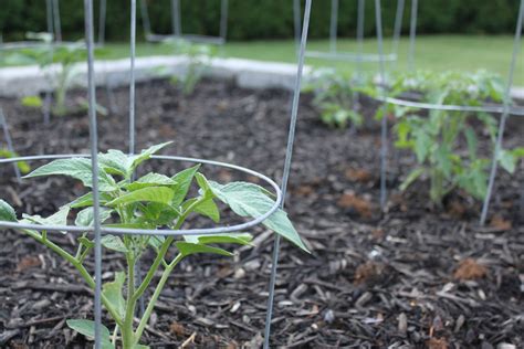 The 4 Best Ways To Support Your Tomato Plants Tomato Plants Support