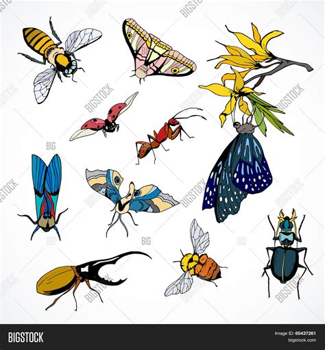 Set Vector Insects Vector And Photo Free Trial Bigstock