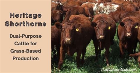 Heritage Shorthorns Dual Purpose Cattle For Grass Based Production