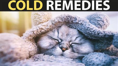 Home Remedies For Cat Colds Help Your Feline Friend Feel Better Youtube