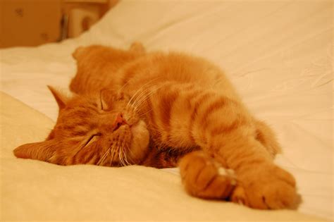 3840x2160 Resolution Orange Tabby Cat Cat Sleeping Hd Wallpaper