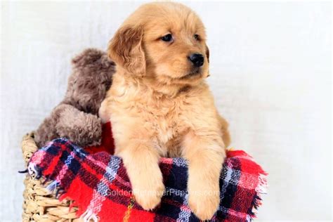 101 Golden Retriever Facts And Secrets About The Breed Puppy Photos