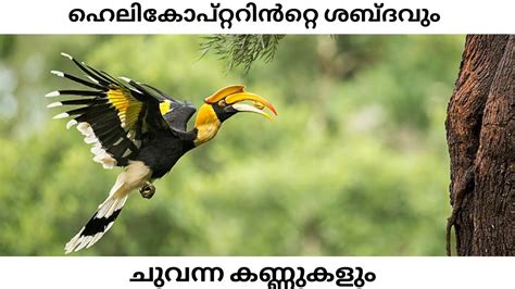 Great Indian Hornbill State Bird Of Kerala Malayalam Its Wild