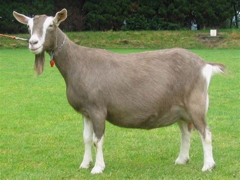 18 Best Goat Breeds For Milk And Meat Production