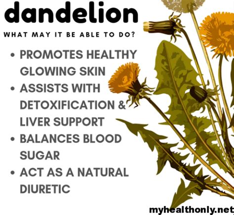 Top 10 Health Benefits Of Dandelion Root You Must Know My Health Only