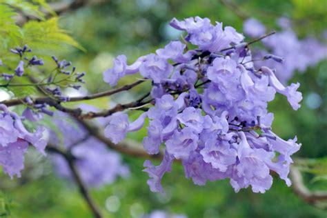 19 Types Of Flowering Trees To Embellish Your Beautiful Garden